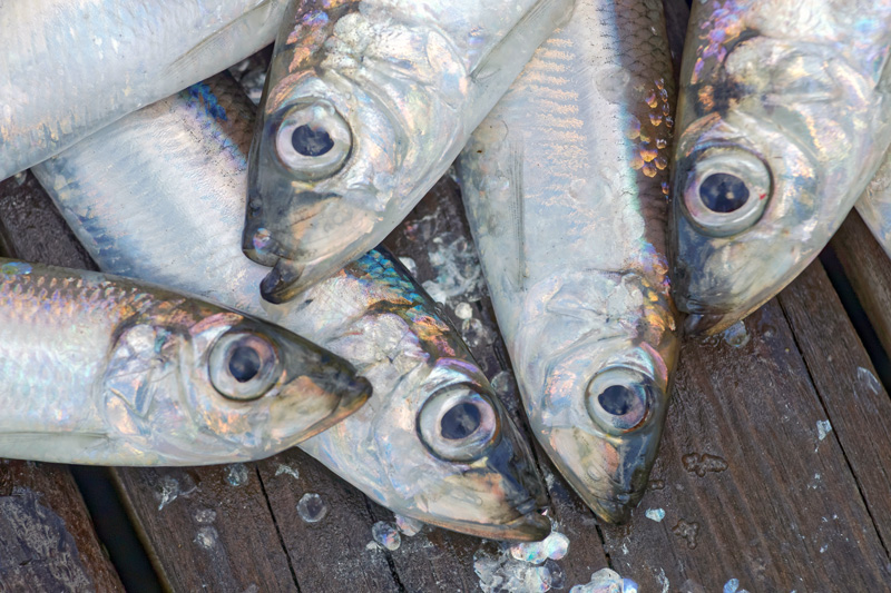 Så arbetar vi för att skydda fisken och fisket inför kvotförhandlingarna