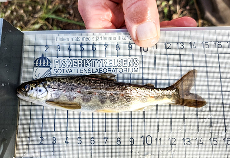 Hoppfulla fyndet: Laxungar i Stångån