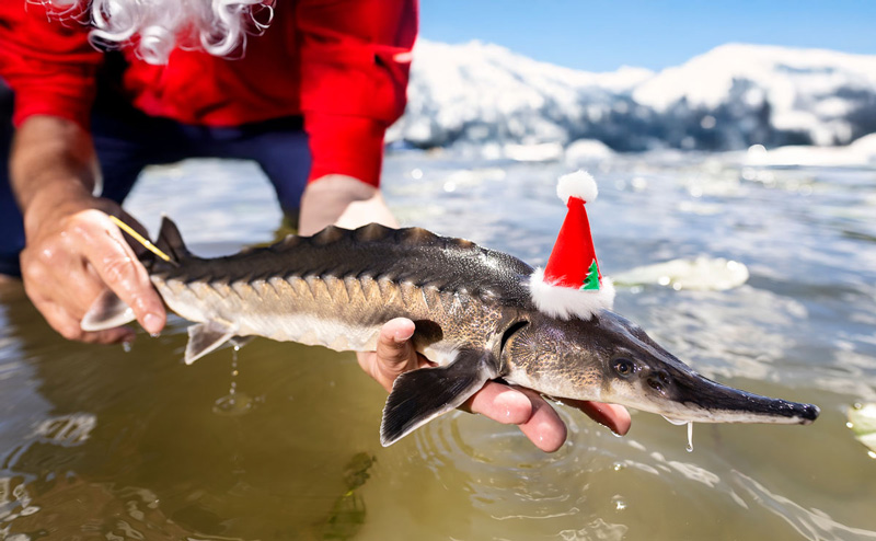 winter-sturgeon-800