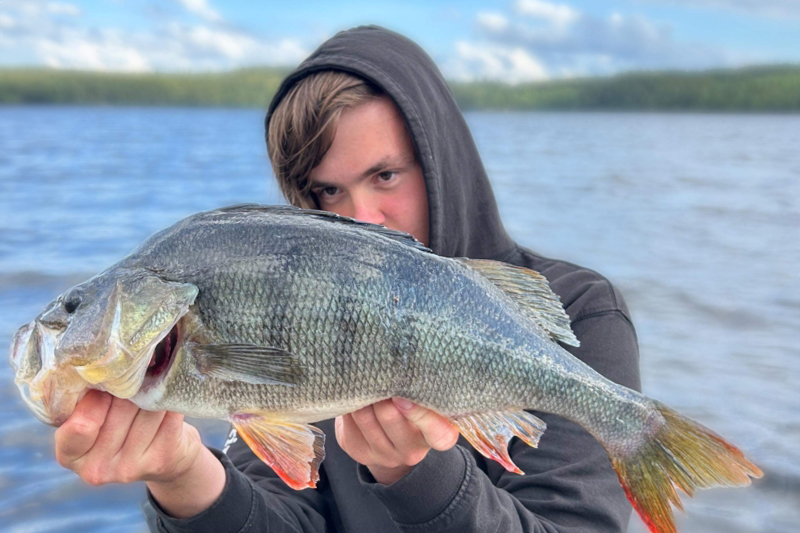 Grymma sommarfiskar förgyller Gula Ligan