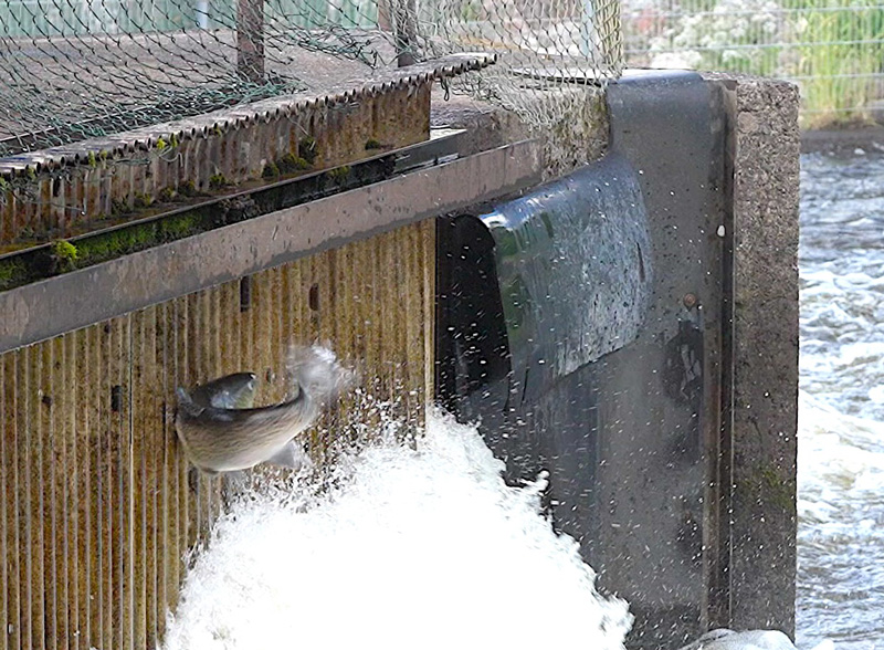 Debatt: Det är inte barnens ansvar att rädda våra sista fiskar