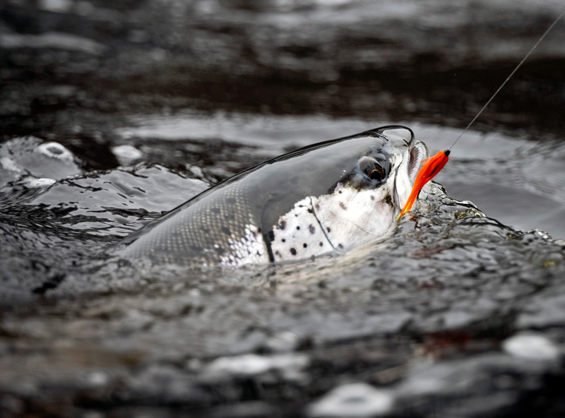 Rekordtidig fiskepremiär i Mörrum – fisket startar 1 mars